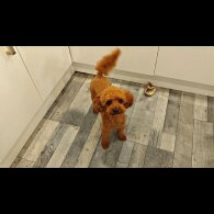 Toy Poodle