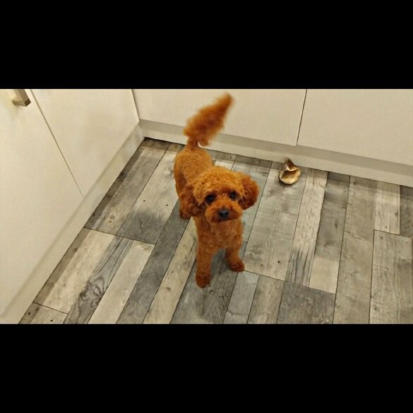 Toy Poodle
