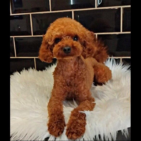 Toy Poodle