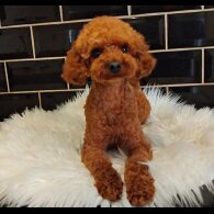 Toy Poodle