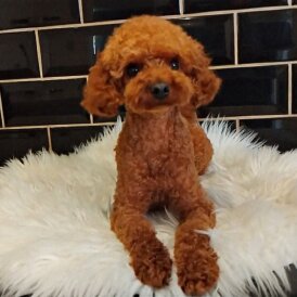 Toy Poodle