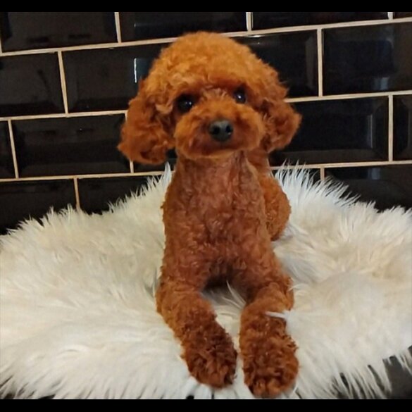 Toy Poodle