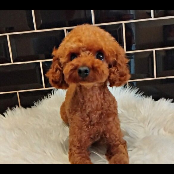 Toy Poodle