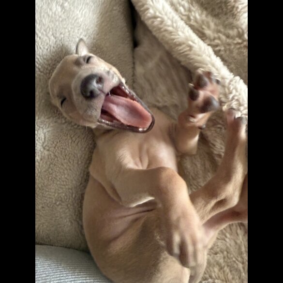 Italian Greyhound - Both