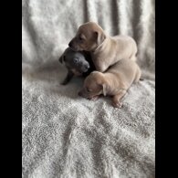 Italian Greyhound - Both
