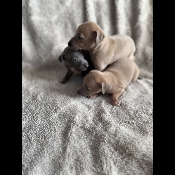 Italian Greyhound - Both
