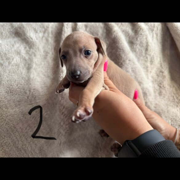 Italian Greyhound - Both
