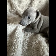Italian Greyhound - Both
