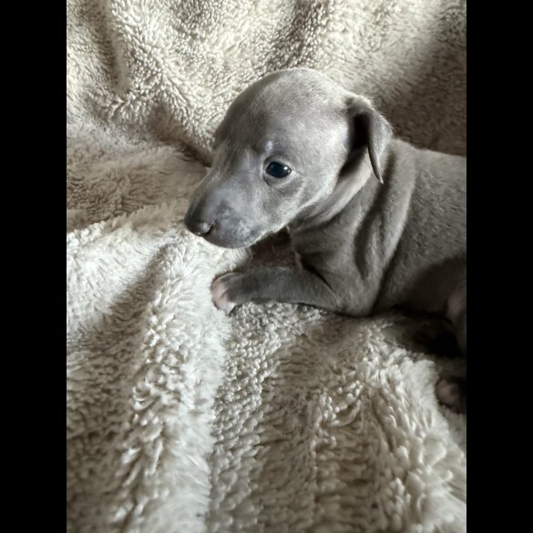 Italian Greyhound - Both