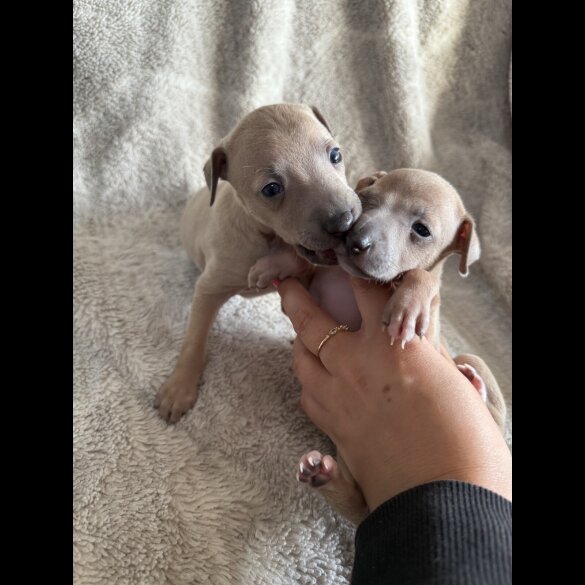 Italian Greyhound - Both
