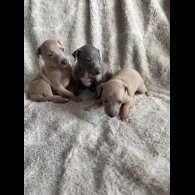 Italian Greyhound - Both