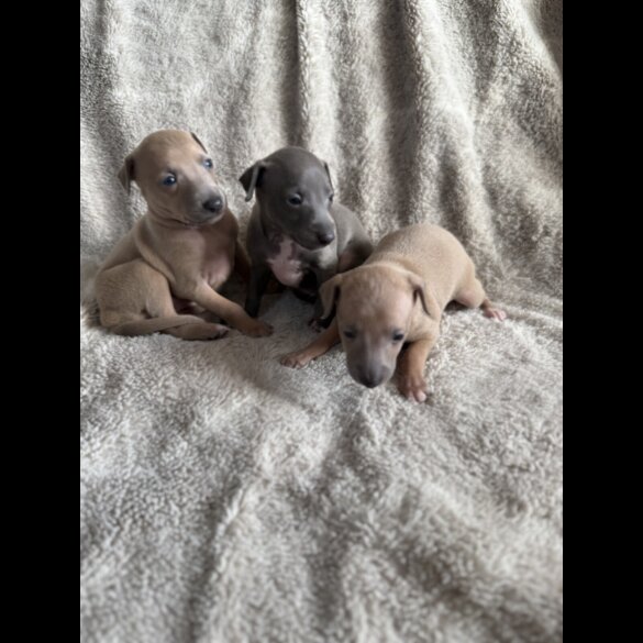 Italian Greyhound - Both