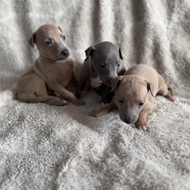 Italian Greyhound - Both