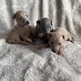 Italian Greyhound - Both