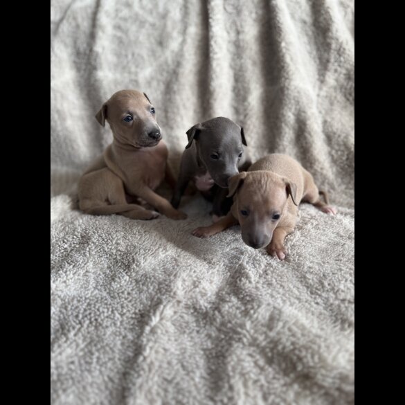 Italian Greyhound - Both