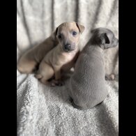 Italian Greyhound - Both