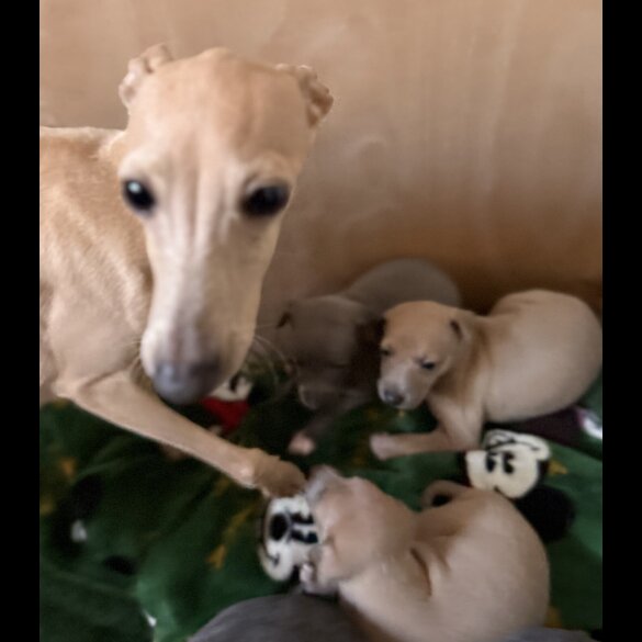 Italian Greyhound - Both
