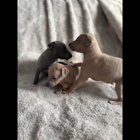 Italian Greyhound - Both