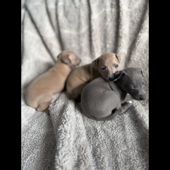Italian Greyhound - Both