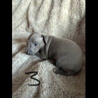 Italian Greyhound - Both