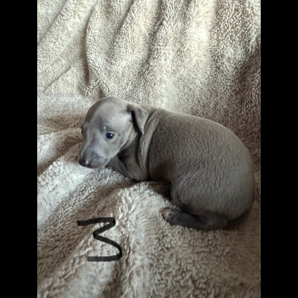 Italian Greyhound - Both