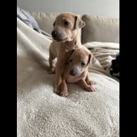 Italian Greyhound - Both