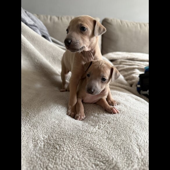 Italian Greyhound - Both