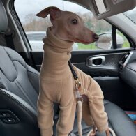 Italian Greyhound - Both