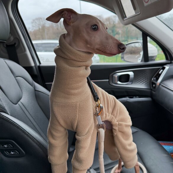 Italian Greyhound - Both