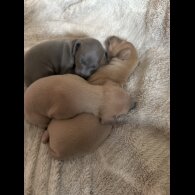 Italian Greyhound - Both