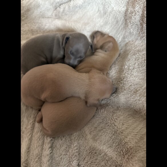 Italian Greyhound - Both