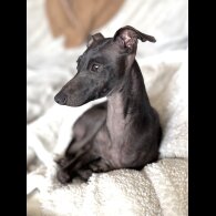 Italian Greyhound - Both