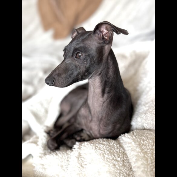 Italian Greyhound - Both
