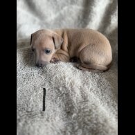 Italian Greyhound - Both