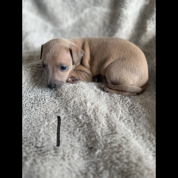 Italian Greyhound - Both