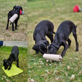 Italian Greyhound - Both