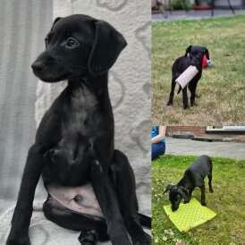 Italian Greyhound - Both