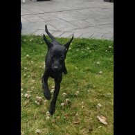 Italian Greyhound - Both