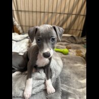 Italian Greyhound - Bitches
