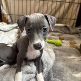 Italian Greyhound - Bitches