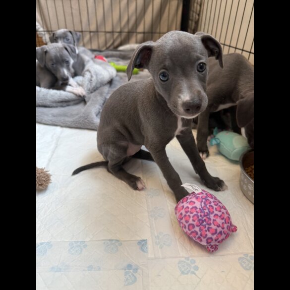 Italian Greyhound - Bitches