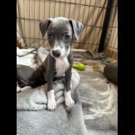Italian Greyhound - Bitches