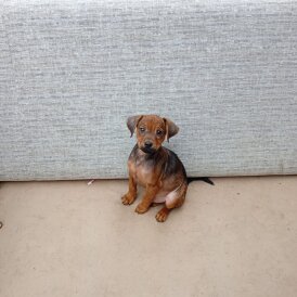 Jack Russell - Both