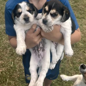 Jack Russell - Both