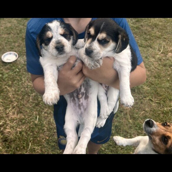 Jack Russell - Both