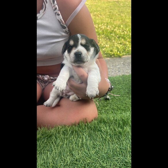 Jack Russell - Both