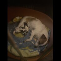 Jack Russell - Bitches