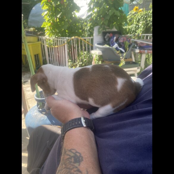 Jack Russell - Bitches