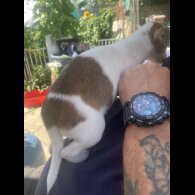 Jack Russell - Bitches