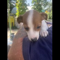 Jack Russell - Bitches